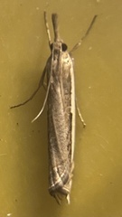 Crambus sperryellus
