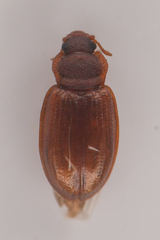 Latridiidae