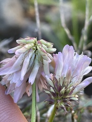 Trifolium kingii
