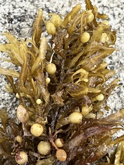 Sargassum