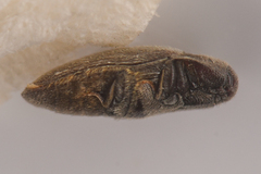 Throscidae