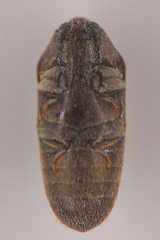 Throscidae