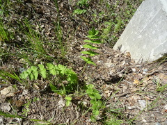 Pastinaca sativa sylvestris