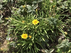 Coreopsis lanceolata