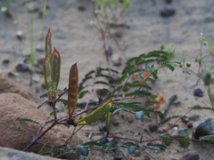 Calliandra humilis