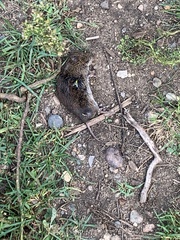 Microtus pennsylvanicus