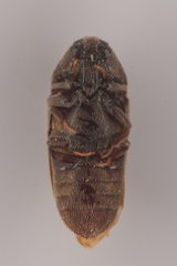 Throscidae