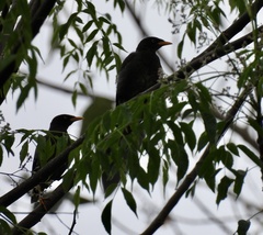 Acridotheres javanicus