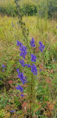 Aconitum baicalense
