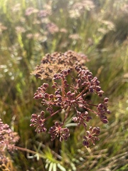 Angelica pinnata
