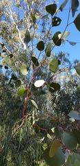 Eucalyptus populnea