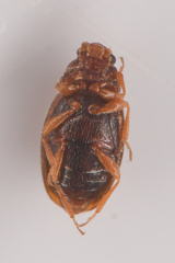 Corticariinae