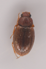 Corticariinae