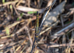 Potamarcha congener