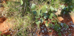 Eucalyptus populnea