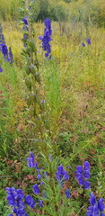 Aconitum baicalense