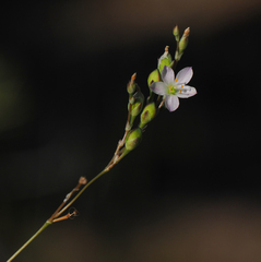 Phemeranthus confertiflorus
