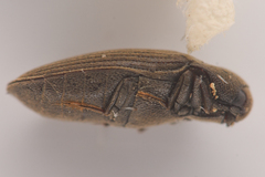 Throscidae