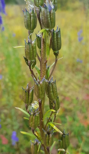 Aconitum baicalense (Aconitum baicalense)