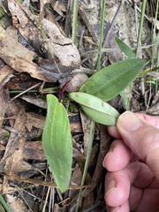 Cryptostylis subulata
