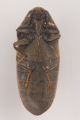 Throscidae