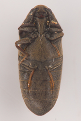 Throscidae