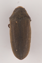 Throscidae