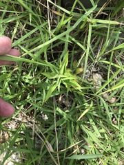 Gentiana scabra buergeri