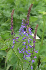 Galega orientalis