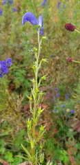 Aconitum baicalense
