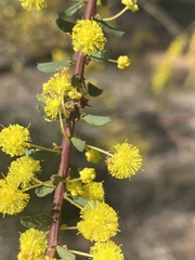 Acacia acinacea