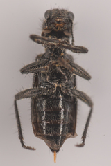 Enoclerus lecontei