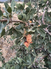 Andricus crystallinus