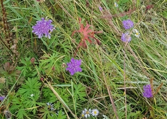 Scabiosa comosa
