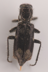 Enoclerus lecontei