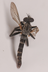 Rhadiurgus variabilis