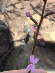 Stylidium graminifolium