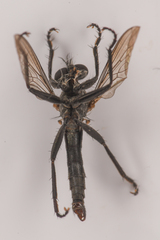 Rhadiurgus variabilis