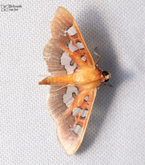 Phostria