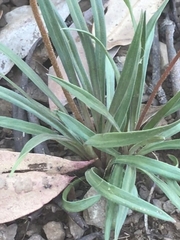 Stylidium graminifolium