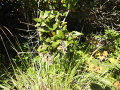 Garrya elliptica
