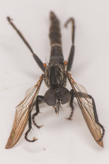 Rhadiurgus variabilis