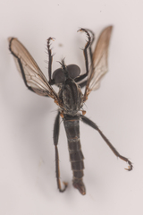 Rhadiurgus variabilis