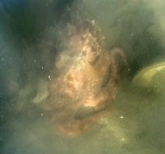 Octopus americanus