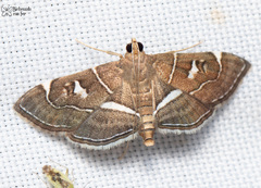 Lamprosema