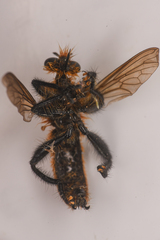 Laphria asackeni