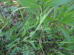 Lathyrus pisiformis