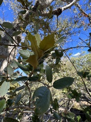 Quercus wislizeni