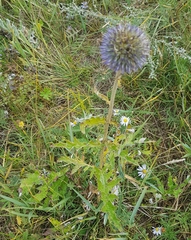 Echinops latifolius