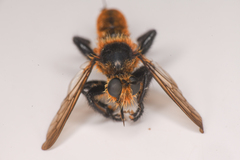 Laphria asackeni